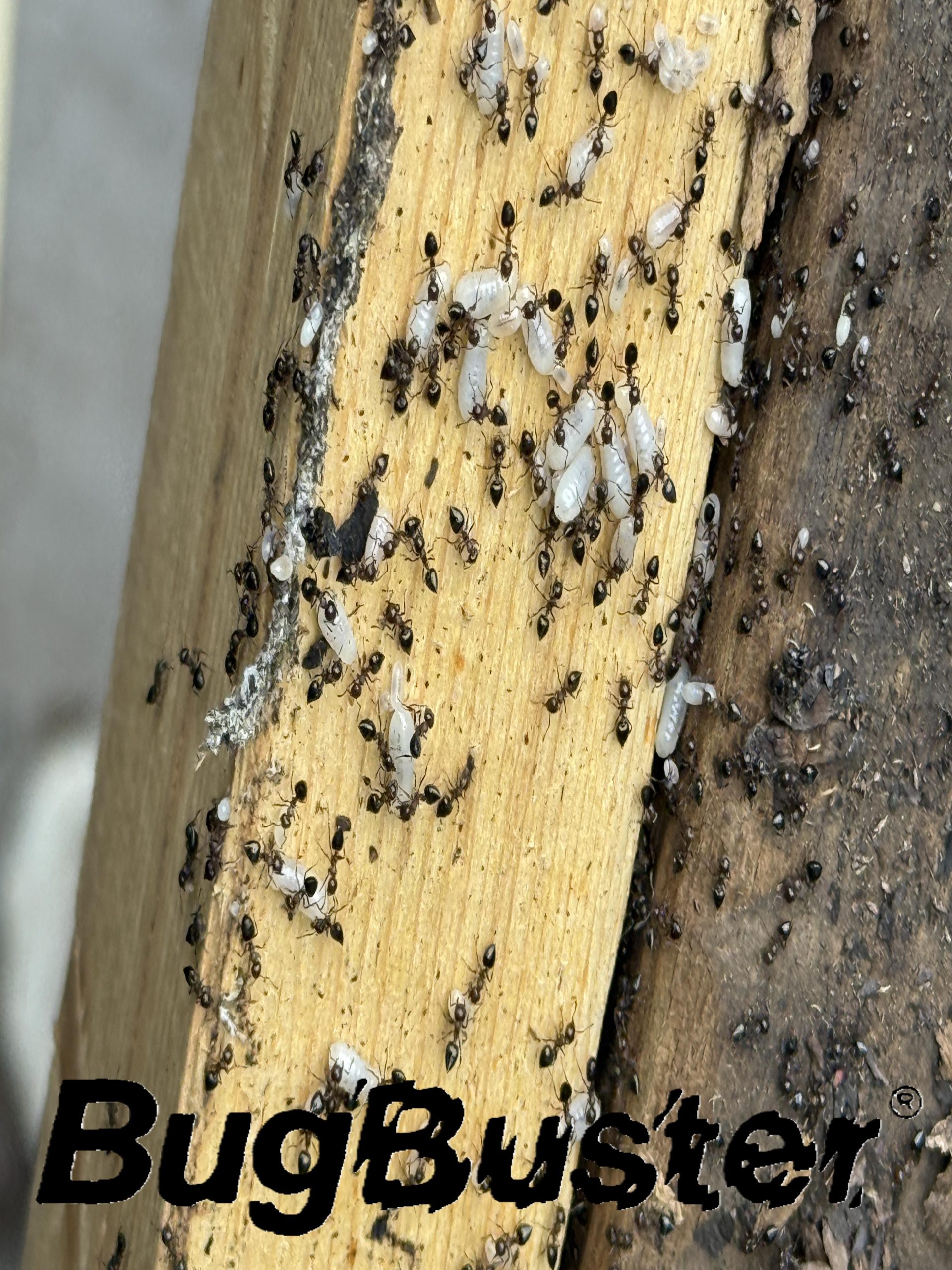 Ants w Eggs