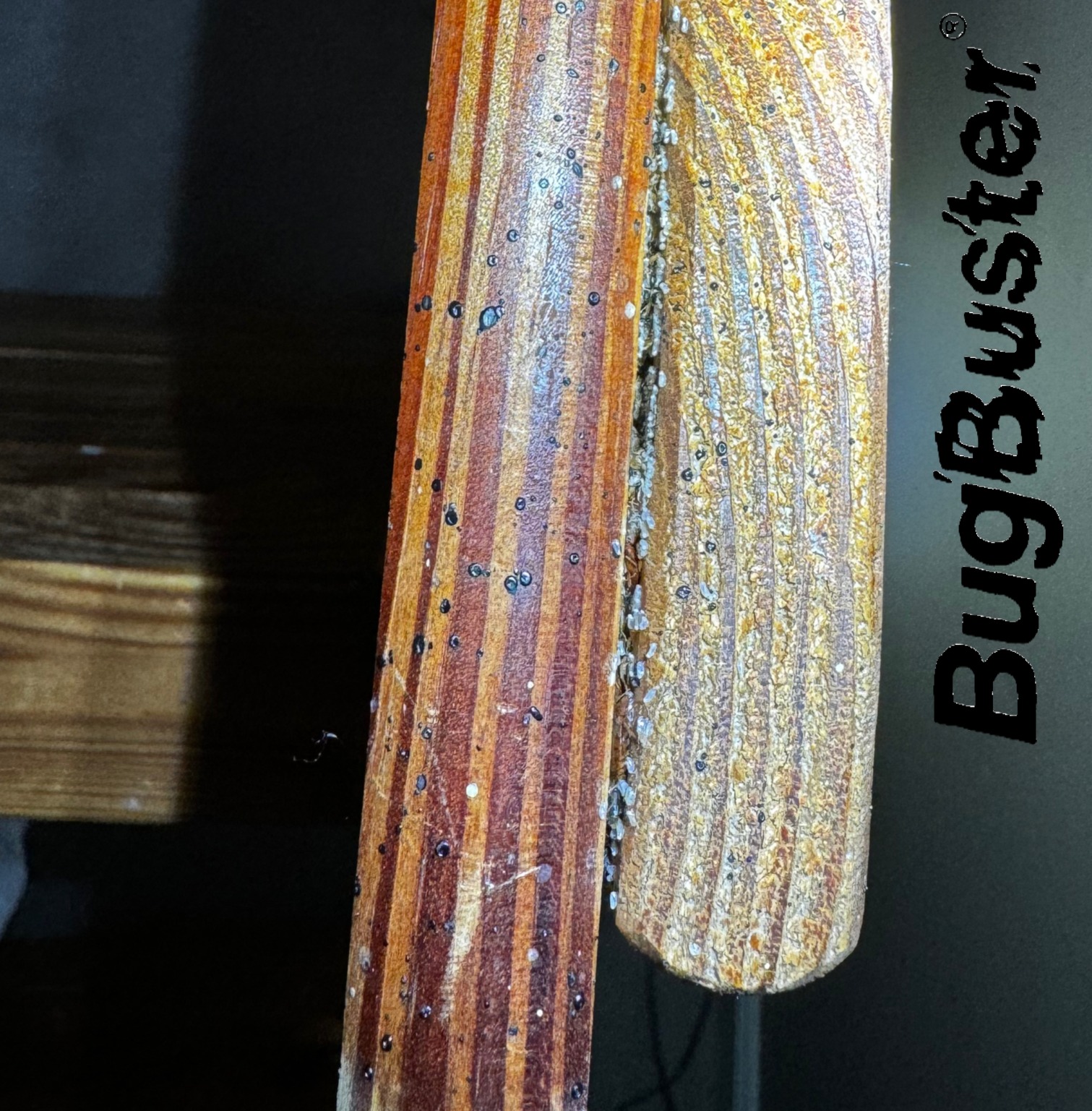 Bedbug Feces and Eggs