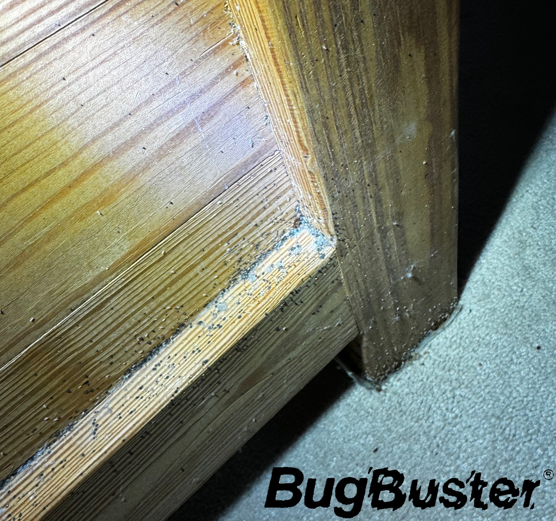 Bedbug Feces and Eggs2