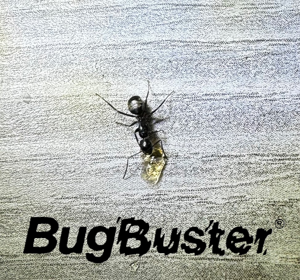 Carpenter.Ant - logo