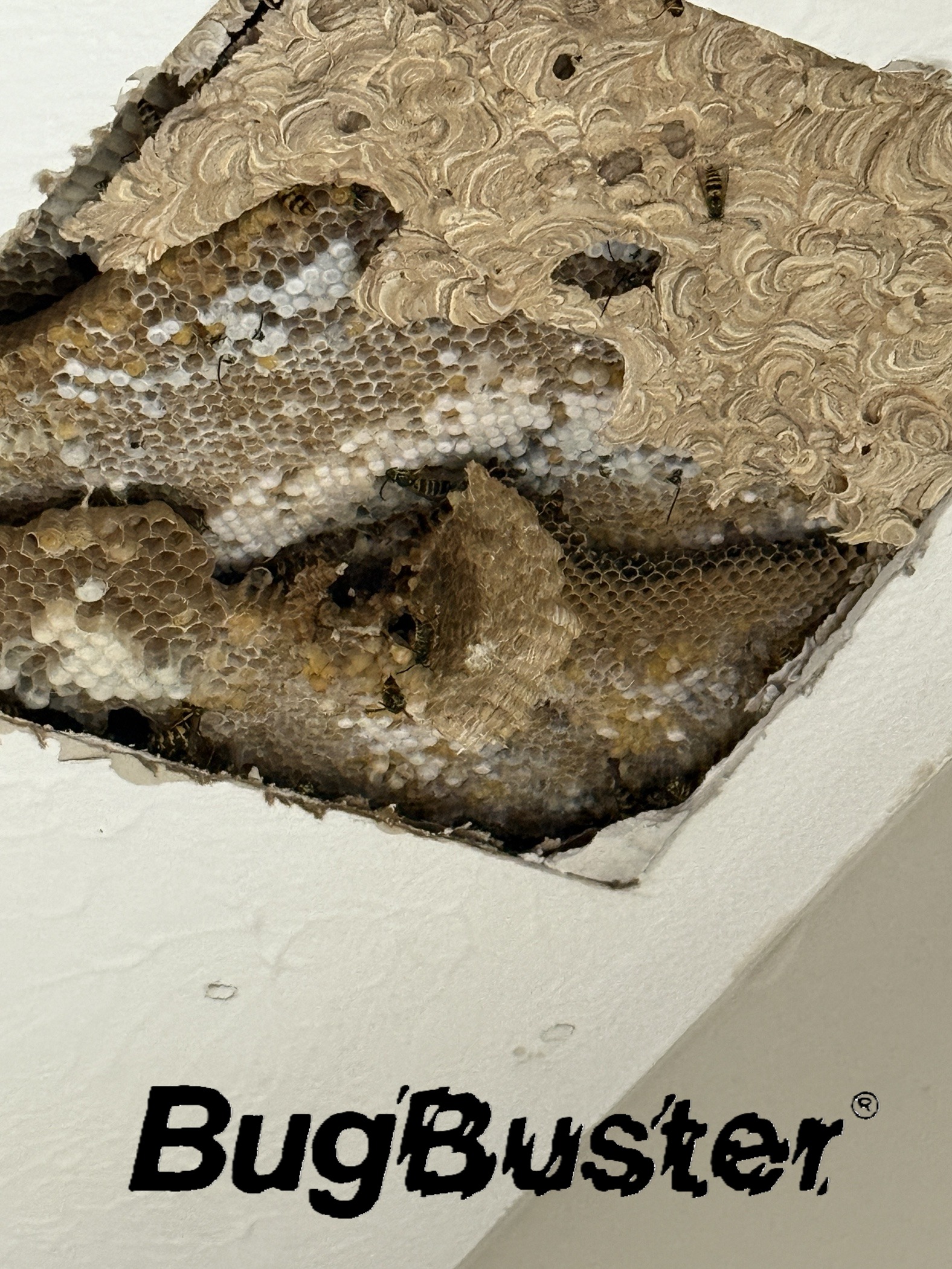 Ceiling YJ Nest