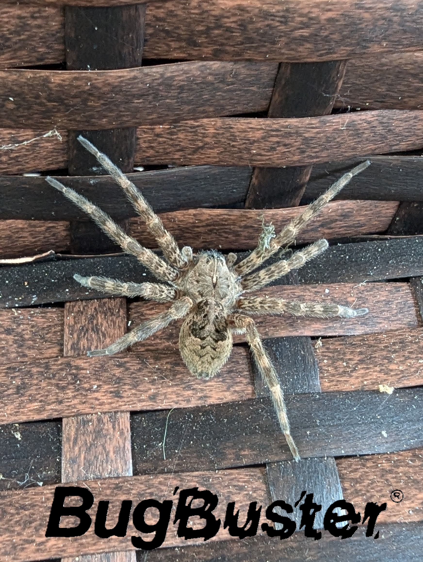 Dark Fishing Spider