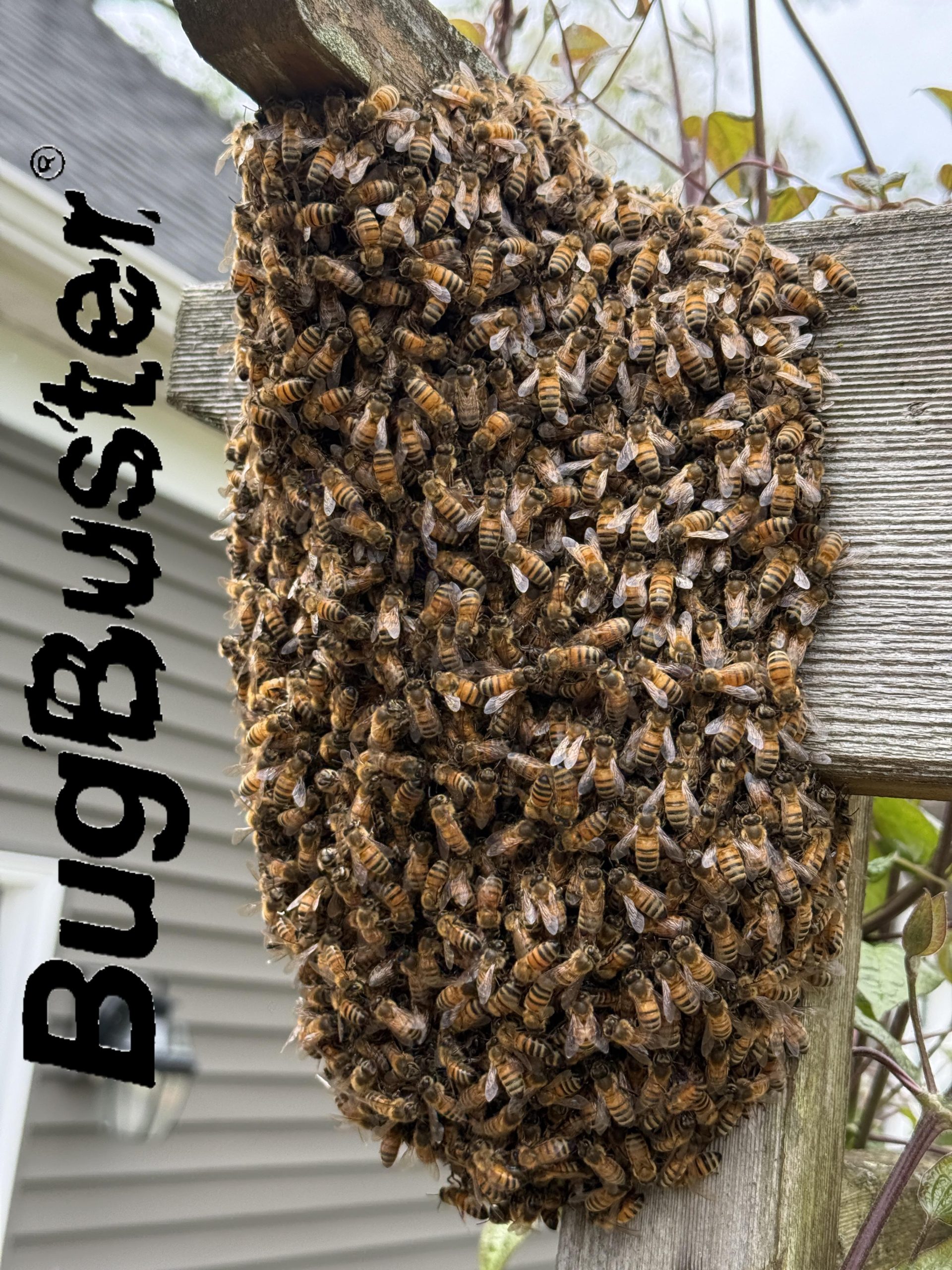 Honeybee Swarm - logo