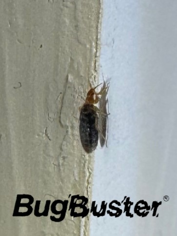 bedbug - logo